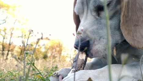 tired hungry beagle dog chewing a stick outdoors