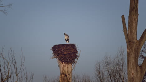 grey heron in its nest on a tree