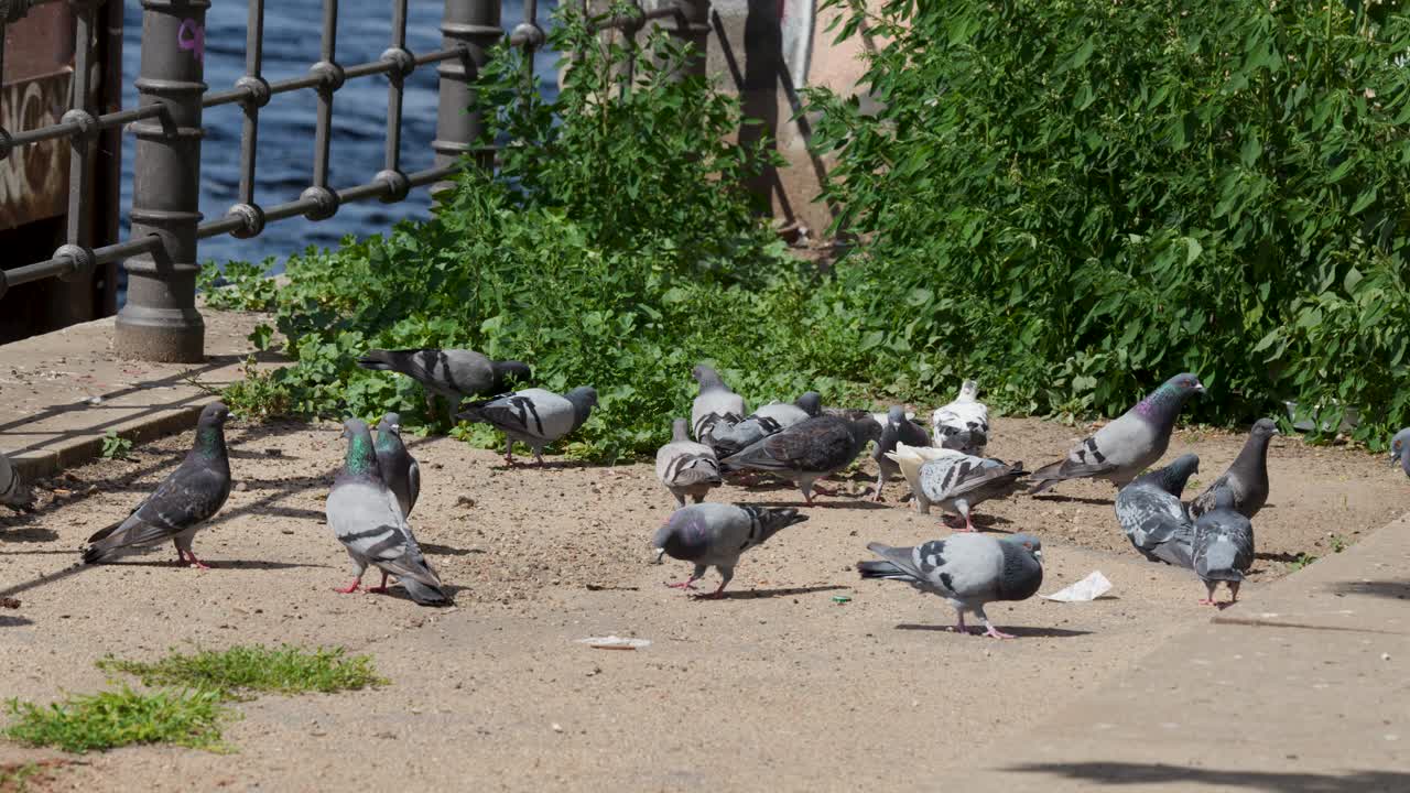 Pigeons peck at food on a sunny Berlin riverside path, captured with natural light