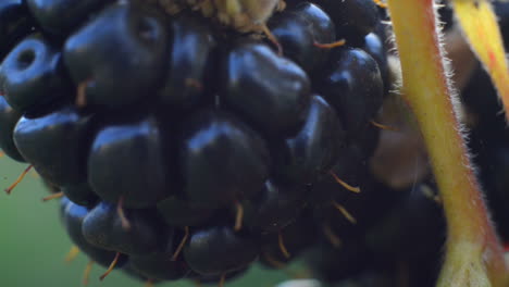 macro shot of a blackberry on a garden with natural light