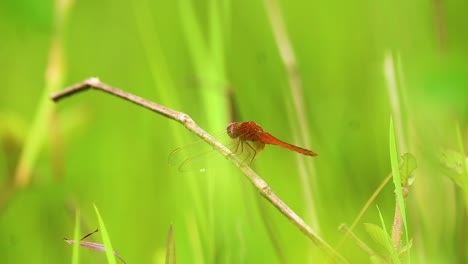 close up macro shot of a red dragonfly resting in grass