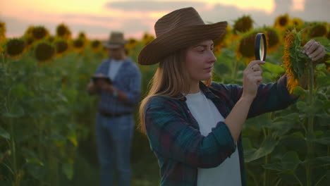 Two-farmers-in-a-field-with-sunflowers-together-using-magnifying-glasses-to-study-the-causes-of-plant-disease.-Study-plants-using-a-magnifying-glass.-A-group-of-researchers-examines-the-field-with-sunflowers.