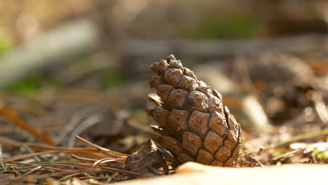 sliding reveal of conifer cone on forest ground