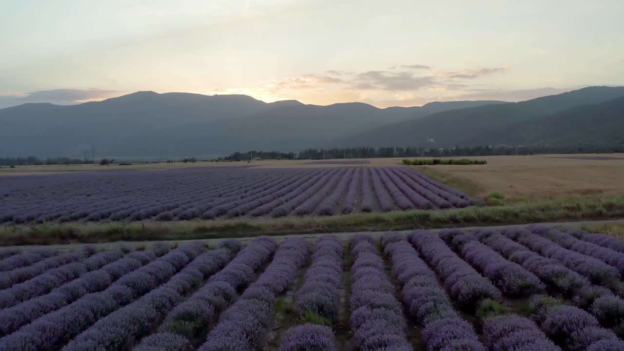 puesta de sol sobre las montañas balcánicas y hermosos campos de lavanda aromática