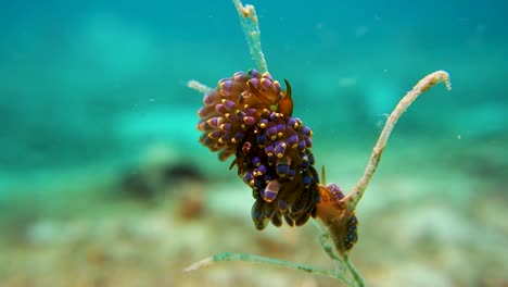 colorful trinchesia yamasui sea slug holds stick on ocean coral reef