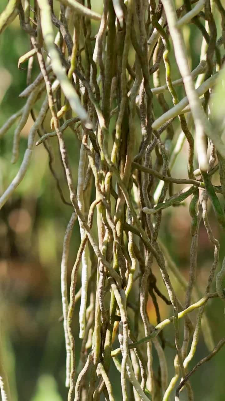 Primer plano de raíces de plantas colgantes en exuberante vegetación