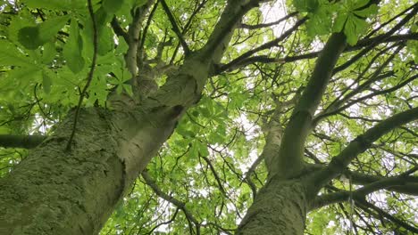 European-Chestnut-tree-in-harsh-wind-ground-level-shot-blooming