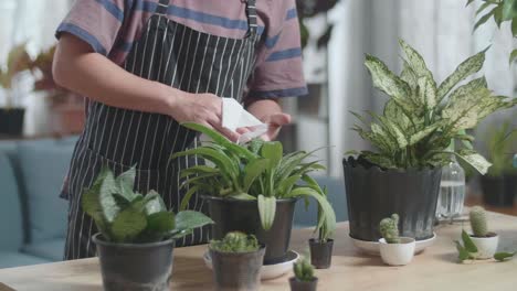 person cleaning houseplants