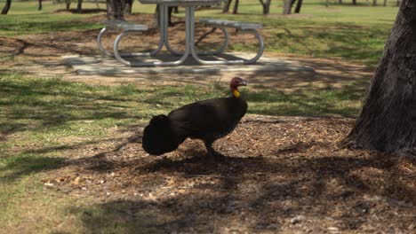 Wild-curious-turkey-running-across-the-screen-like-the-roadrunner