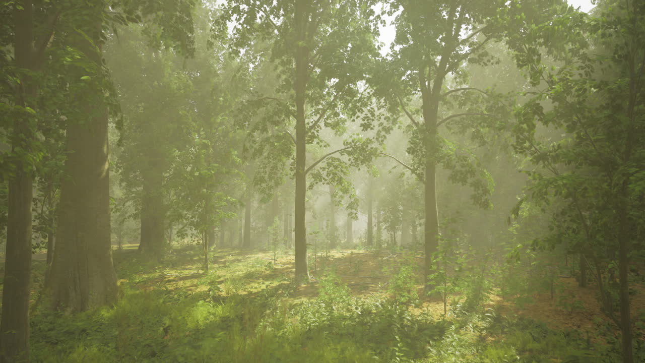 Dense forest bathed in soft morning light creating a serene atmosphere