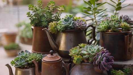 succulents potted in vintage teapots and pitchers