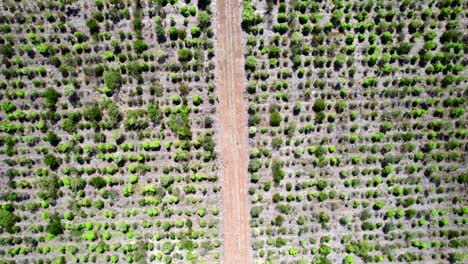 Toma-De-Drone-De-Arriba-Hacia-Abajo-De-Un-Camino-De-Tierra-En-La-Granja-De-Sándalo