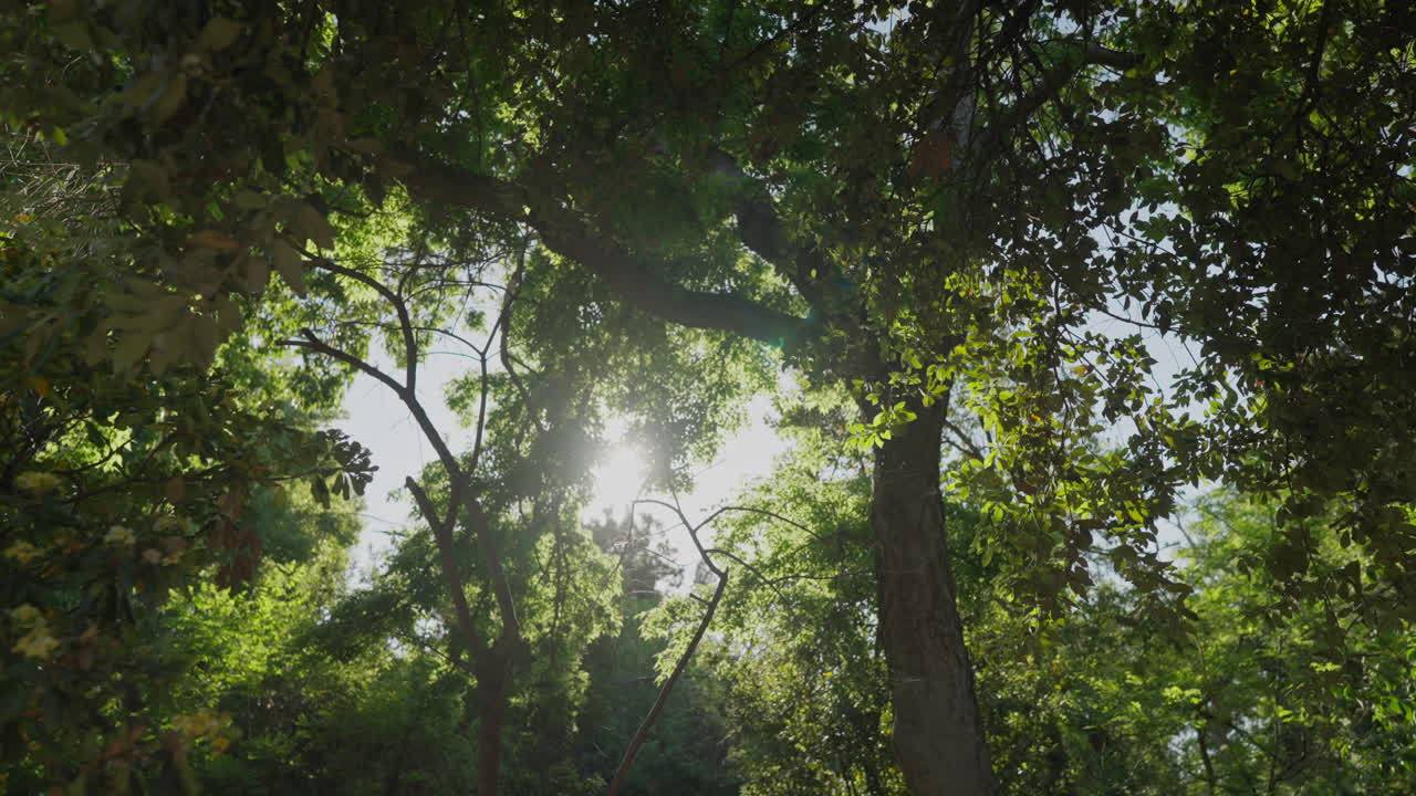 Slow motion orbit looking up at sunbeams through leafy Mediterranean forest canopy