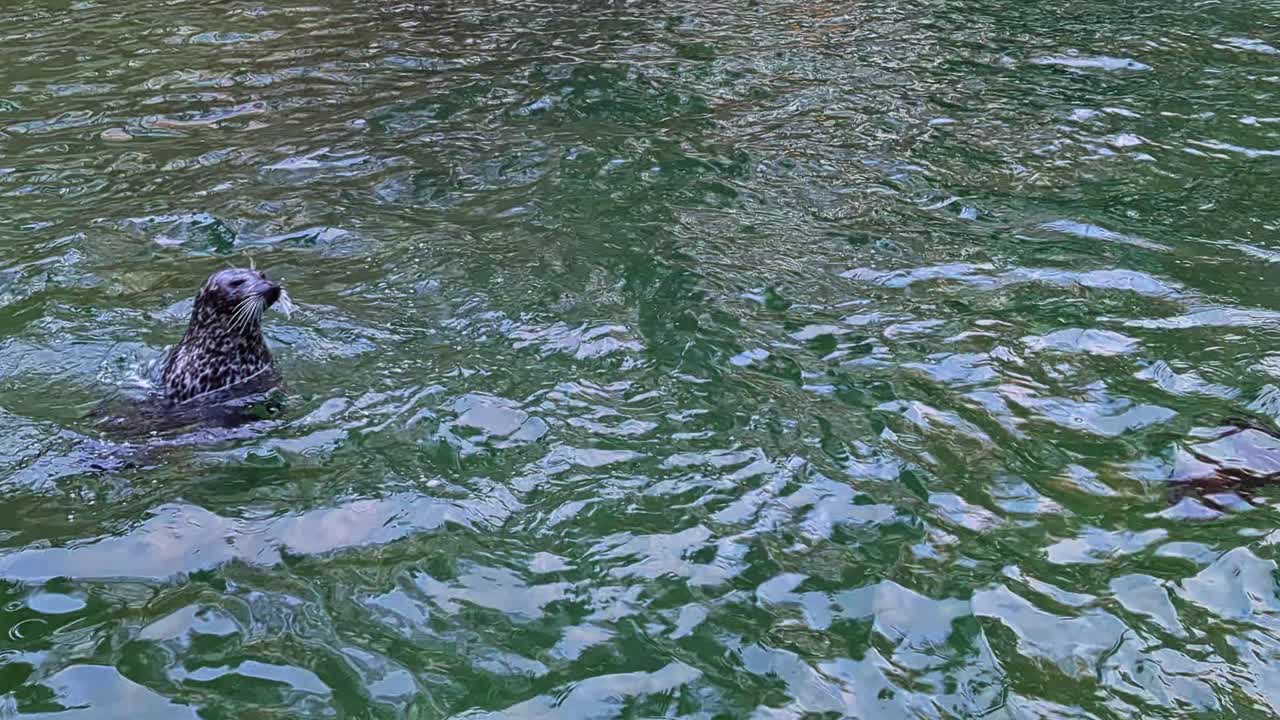 스웨덴의 테부르크에 있는 슬로츠스코겐 시립 동물원에서 먹이를 주는 해파리