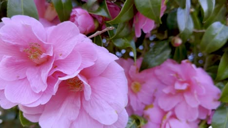 close up camellia flowering shrub in full blossom