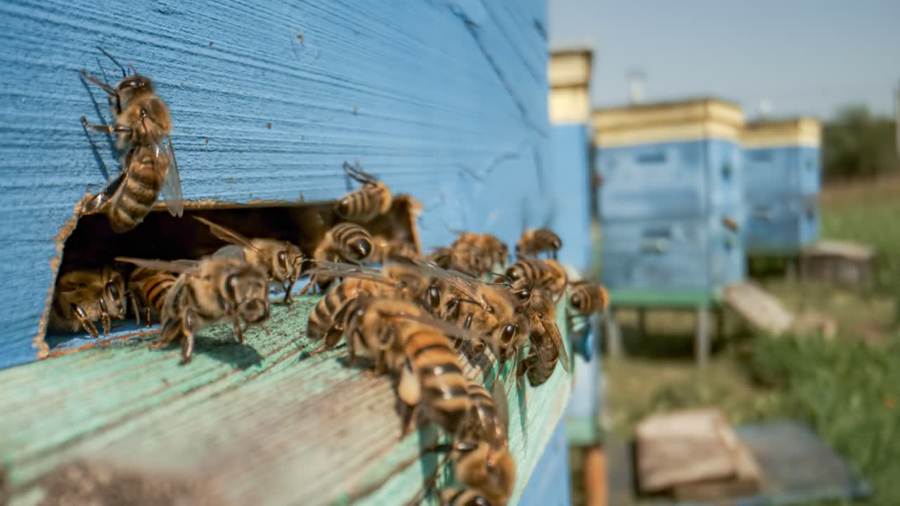 Honey bees fly near a beehive in a super slow motion. Shot on super slow motion camera 1000 fps. Bees are best known to humans for their ecological roles as pollinators