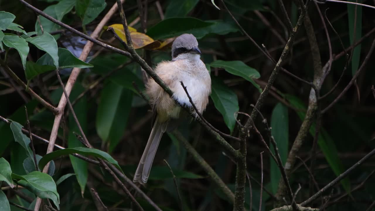 바람이 부는 날 카오야이 국립공원의 잎사귀에 자리잡고 바람에 깃털이 부풀어 오르는 동안 갈색 때까치, 라니우스 크리스타투스