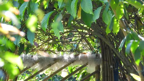 Small-Yellow-Bird-Through-the-Trees-Close-Up-Searching-for-Food