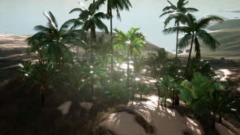 aerial view of palms on sand dunes near the sea