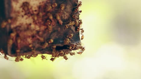 close up view to a busy group of wasp with the bright blurry background, showing a candid summertime and springtime moment in nature