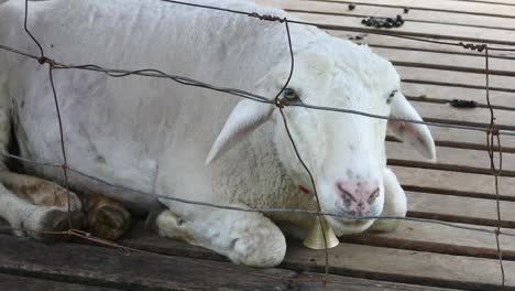 sheep in a wire cage. goat farming