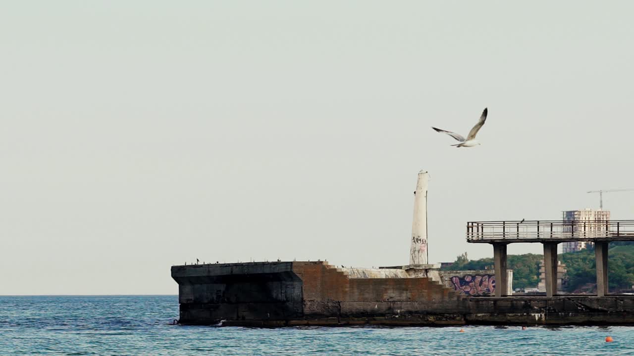 Seagull flying over the water. Slow motion.