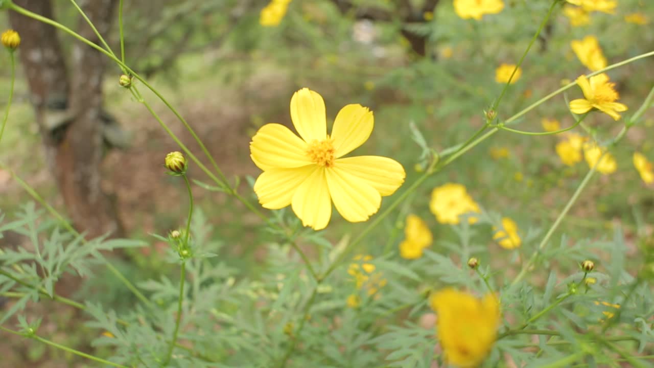 toma estática de delicadas flores silvestres amarillas en la naturaleza