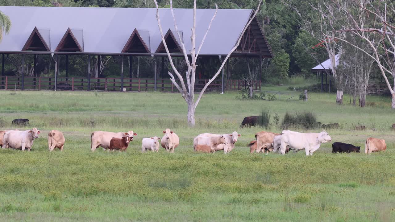 가축 들 이 창고 근처 에서 평화롭게 먹이 를 먹고 있다