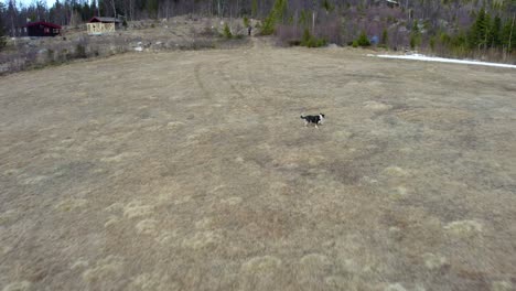 dog running on a field, cloudy, spring day in norway - pull back, aerial view