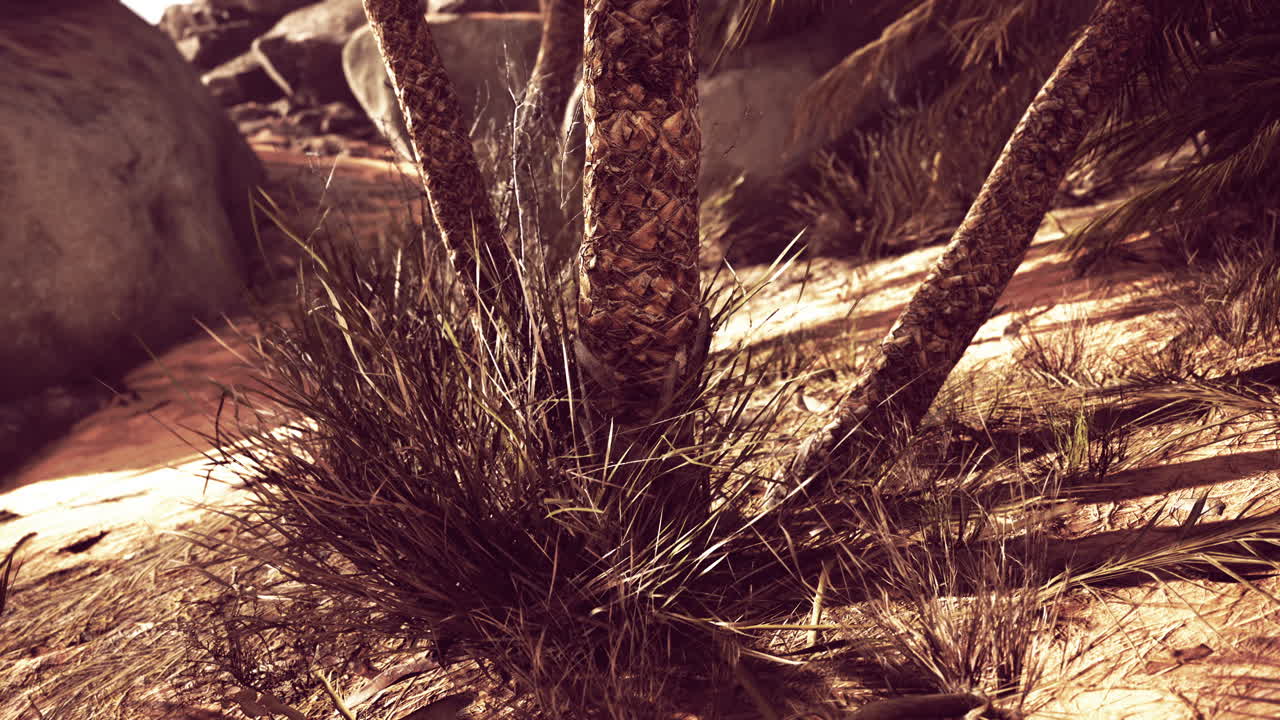 el sendero del oasis de las palmas es una de las muchas caminatas populares en el parque nacional