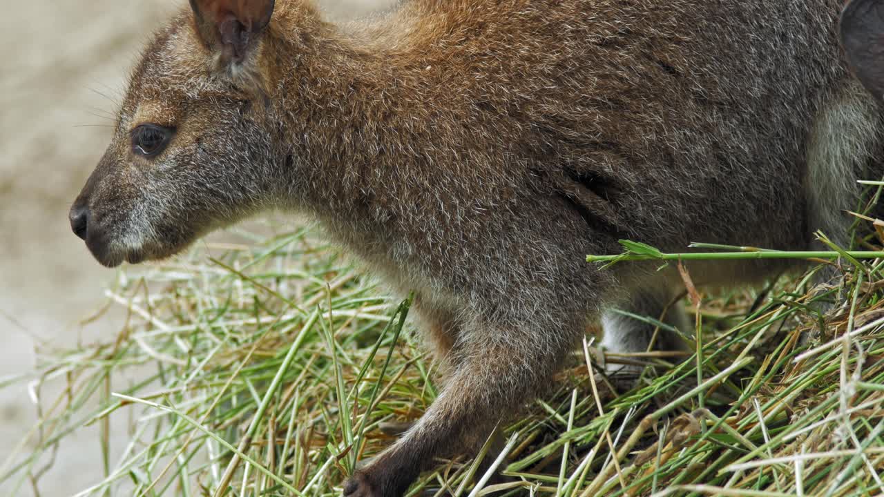 wallaby de cuello rojo alimentando heno verde en el parque zoológico en gdańsk, polonia
