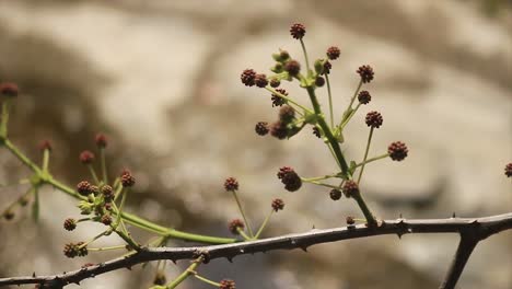 branch on a tree with a thorn and a green flower stalk , bloom in nature , close up