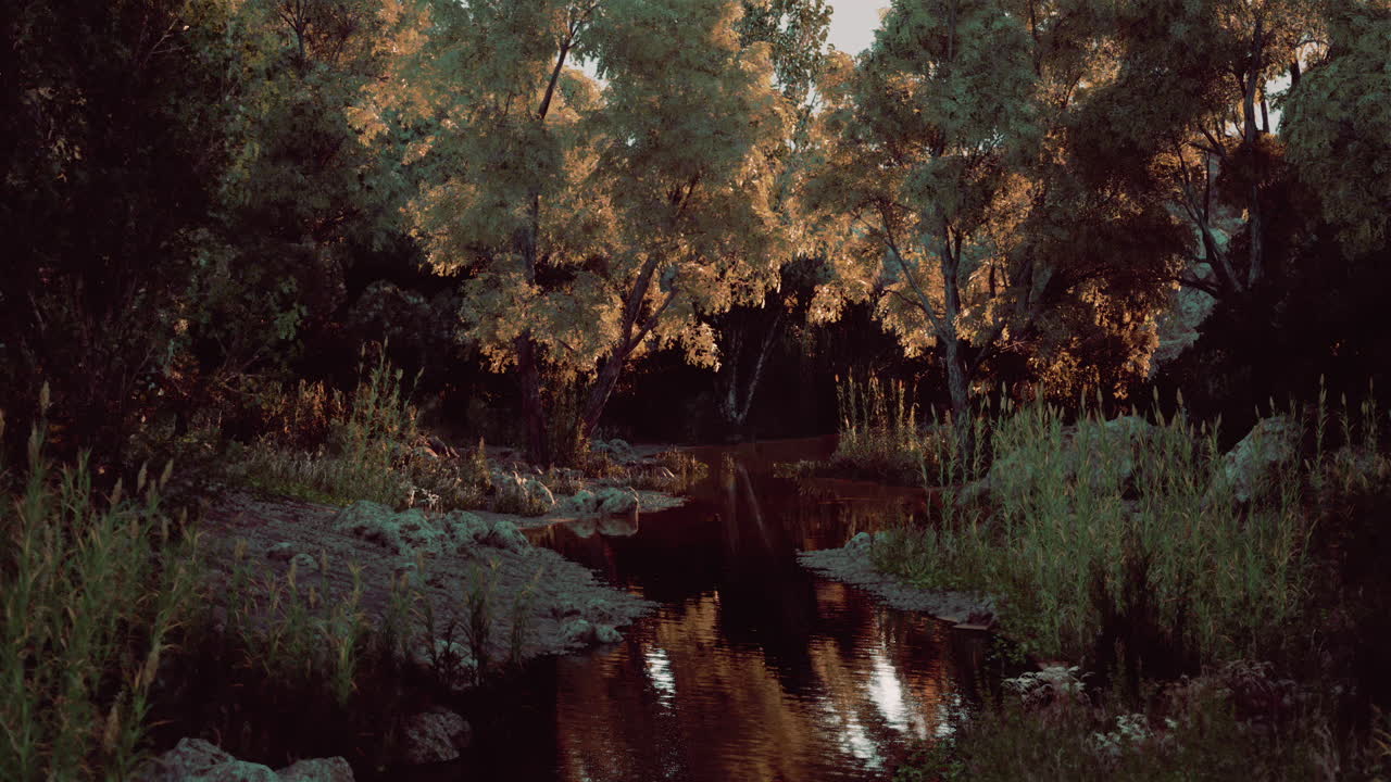 tranquilo arroyo del bosque al atardecer