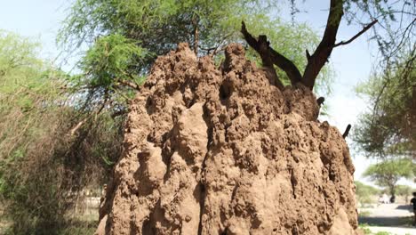 huge termite mound in the savannah in the national park.