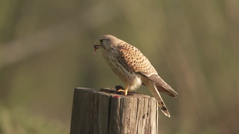 european kestrel, falco tinnunculus bird, eating a rodent while perched on a bole
