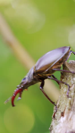 stag-beetle crawling on a tree. rare beetles in the forest. (lucanus cervus). vertical video