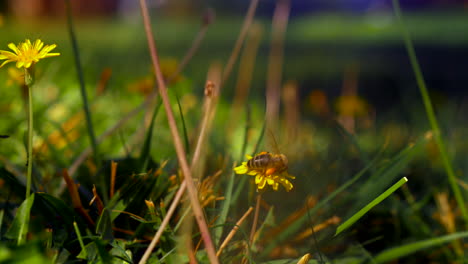 Abeja-Recogiendo-Polen-De-Dientes-De-León-Amarillos