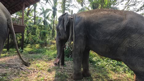 a calm elephant walks with a handler in nature.