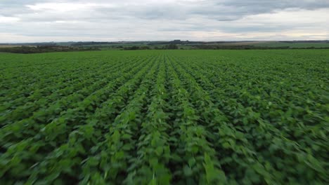 soybeans fields in brazil