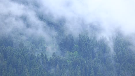 Moving-Clouds-Above-Pine-Forest,-White-Transition-on-Green-Highland-Hills