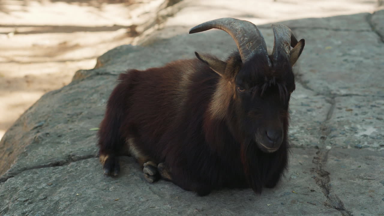 una cabra marrón oscura descansando en las rocas