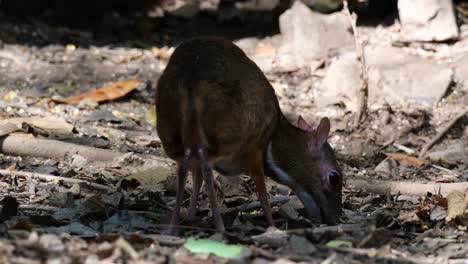 visto desde la espalda mientras extiende la cabeza hacia la derecha mientras come del suelo, ratón-cervo menor tragulus kanchil, tailandia