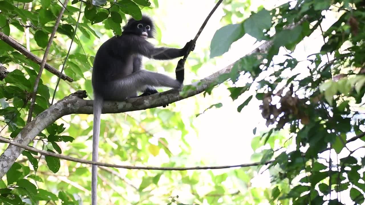 langur de anteojos, trachypithecus obscurus, sentado en la rama mirando hacia abajo mientras sostiene una vid en la jungla en el parque nacional kaeng krachan
