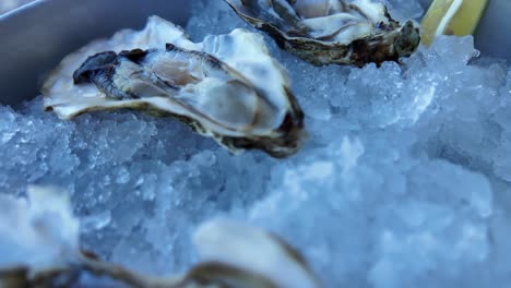 close-up shot of a fresh oyster on ice in a container