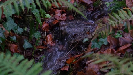 Pequeño-Arroyo-Idílico-De-Agua-Corriente-Con-Hojas-Marrones-Y-Helechos-Verdes-En-Un-Paisaje-Forestal-Natural