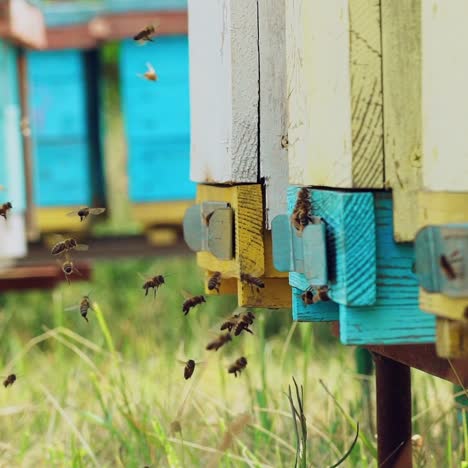 bienen, die in und aus einem bienenstock fliegen. bienenschwarm am eingang des bienenstocks.