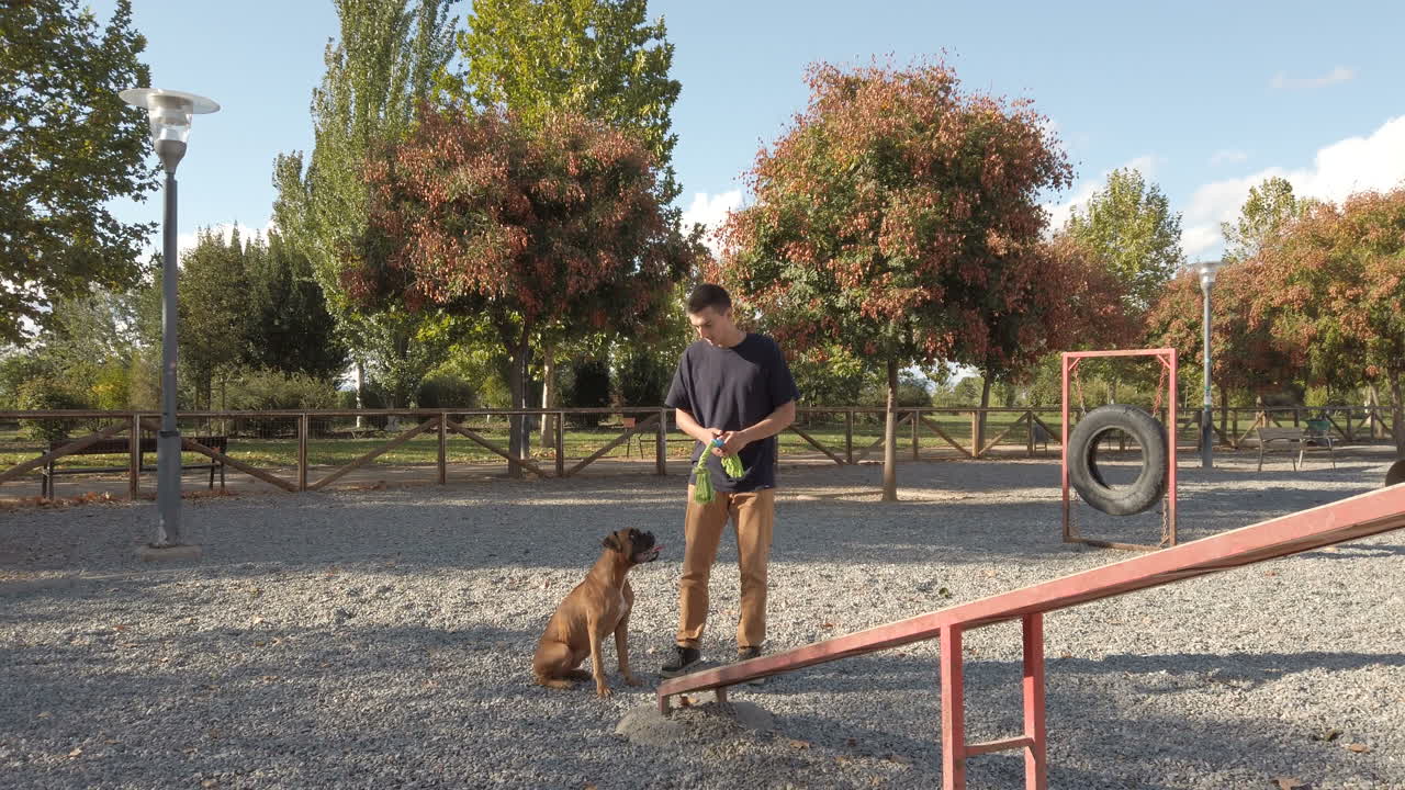 Young man playing and training with a dog. Brown boxer dog