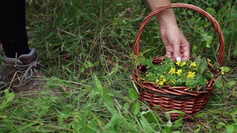 foraged spotted st john’s wort being placed into a basket on the ground