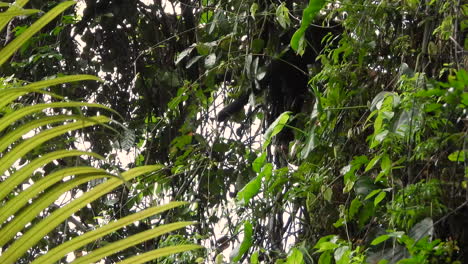 capuchino de cara blanca trepando las ramas de un árbol