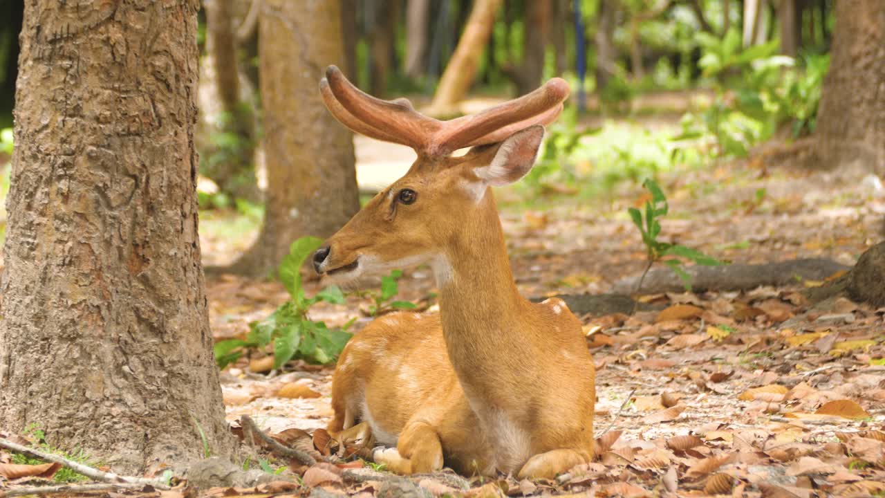 Thamin, cervo di Eld dalle corna arcuate, fauna selvatica, boschi selvaggi, habitat naturale, primo piano